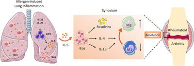 Emerging Role of Eosinophils in Resolution of Arthritis